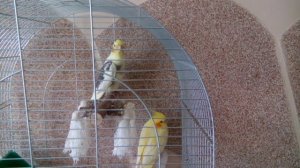Корелла мальчик поет
