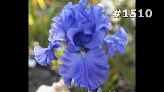 #1510. Ирисы - самые яркие цветы смотреть онлайн