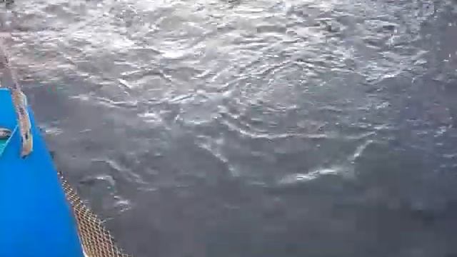 11.10.18.запуск форели в кокино смотреть онлайн