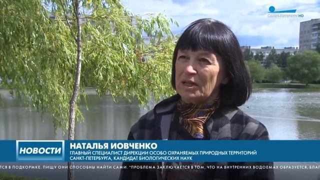 Петербуржцев призвали не кормить уток летом, чтобы снизить их смертность смотреть онлайн