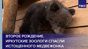 Второе рождение. Иркутские зоологи спасли истощенного медвежонка