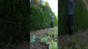 как почистить свои туи