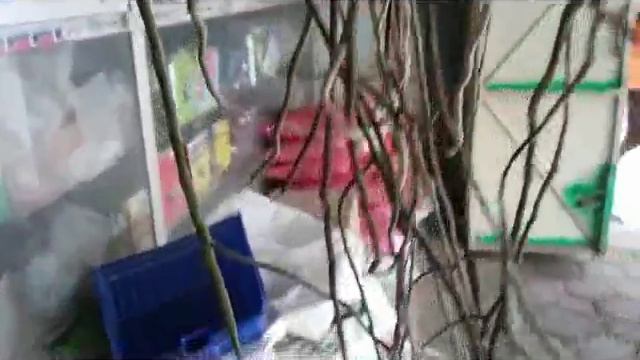 in Orchids Shop - Phalaenopsis - Dendrobium - Vanda -(beautiful flowers but bad roots) смотреть онлайн