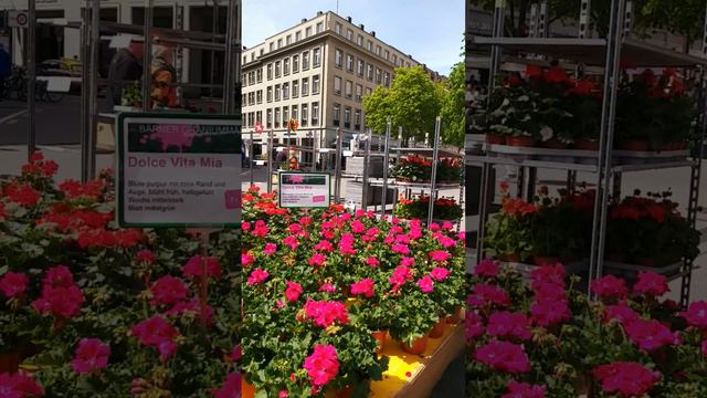 ШВЕЙЦАРИЯ УТОНУЛА В ЦВЕТАХ🤗ОЧЕНЬ КРАСИВО🤗АРОМАТ....🤗 смотреть онлайн