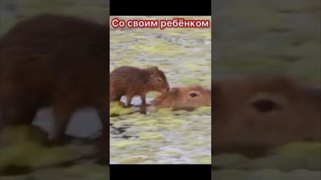 Капибара плавает со своим детёнышем #like #shorts #капибара #kapibara