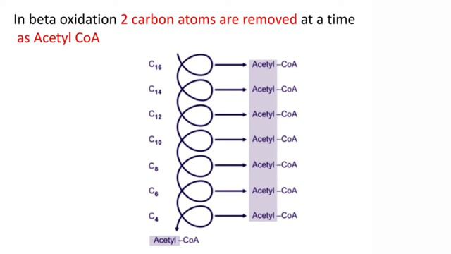Types of Fatty Acid Oxidation in  Biochemistry: Alpha,Beta,Omega & Peroxisomal Fatty Acid oxidation