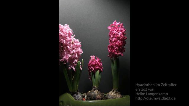 Hyazinthen im Zeitraffer смотреть онлайн
