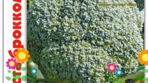 Капуста брокколи Цезарь. Краткий обзор, описание характеристик brassica oleracea TCezar