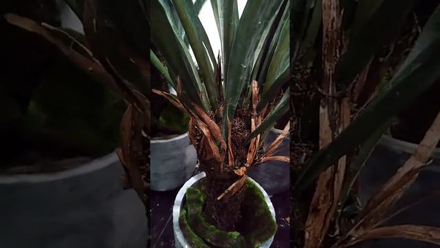 Artificial plant wholesale-High end yucca tree