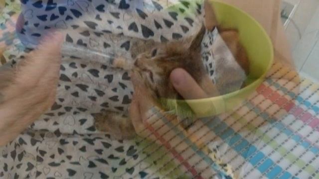 Он задыхался, но кричал, зовя на помощь… Завязанный в пакете котенок, не знал, что делать и мяукал… смотреть онлайн