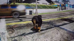 GTA 5 играем за собаку часть 2