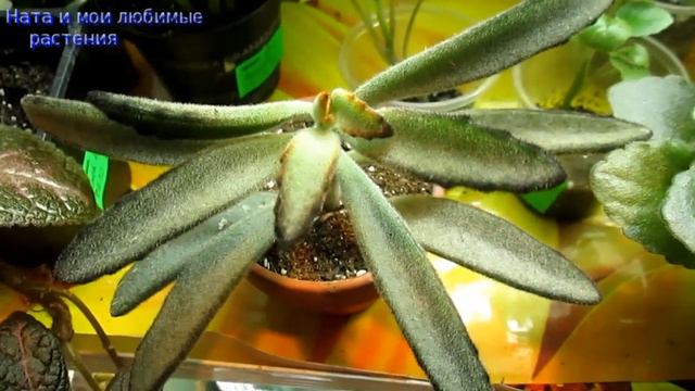 Комнатные цветы// Новое достаточно редкое растение в коллекции смотреть онлайн