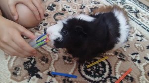 МОРСКАЯ СВИНКА//УХОД И КОРМЛЕНИЕ//ИГРАЮ С МОЕЙ МОРСКОЙ СВИНКИ//VALERIA PINK