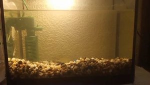 ЧЕРЕПАХА ТРИОНИКС В АКВАРИУМЕ