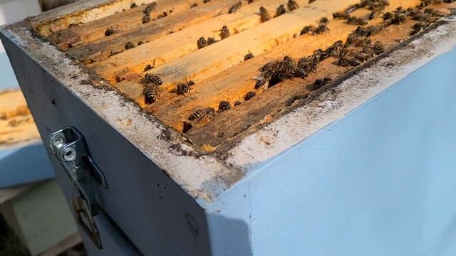 Are Polystyrene hive wet from condensation? смотреть онлайн