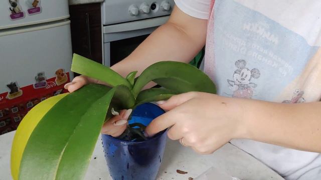Пересадка и посадка орхидеи старушки, отделенной от старых корней