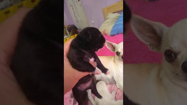 8 дней щенкам чихуахуа взвешивание Симферополь