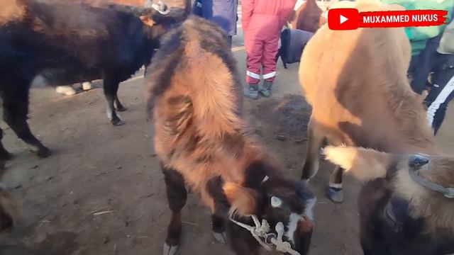 28-ЯНВАРЬ ХОЖЕЛИ МАЛ БАЗАР СКОТНЫЙ РЫНОК/КАЛАЙ БАЗАР АРЗАНЛАП АТЫРМА/БАЗАР КЫЗЫК БОЛДЫ