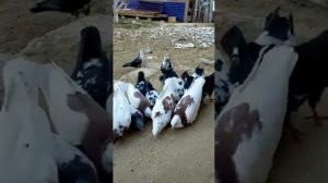 голуби бойные чили Кульсары