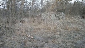 Курцхаар на охоте в 6 месяцев