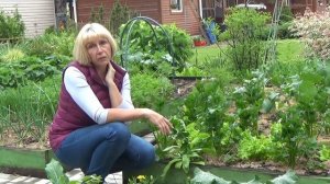 Корневой сельдерей. Подкормка и летний уход