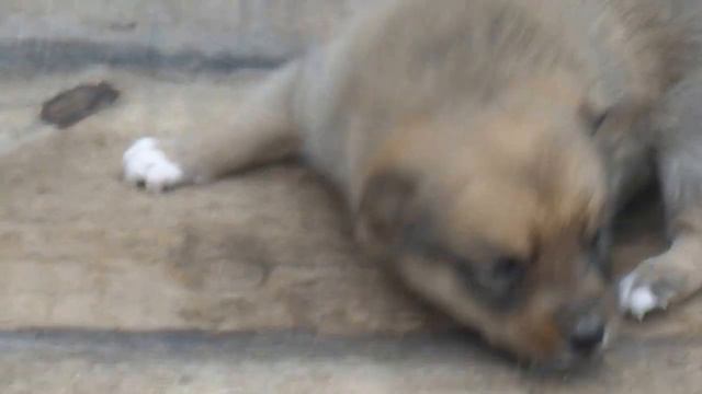 карельская лайка смотреть онлайн