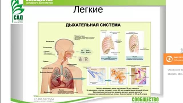 Легкие и флуревиты. САД смотреть онлайн
