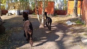 Альпаки.Монастырь.Томашовка.18.10.2023