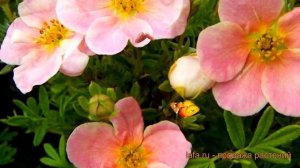 Лапчатка кустарниковая Гламур Гёл (glamour girl) ? обзор: как сажать, саженцы лапчатки Гламур Гёл