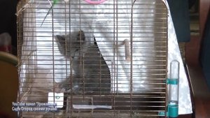 КАК Я ИЗБАВЛЯЮСЬ ОТ МЫШЕЙ. Как вывести мышей в огороде с участка..mp4