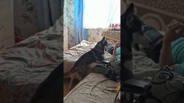 ЩЕН ДЖУЛЬЕТТА "НЕ ГАВКАЕТ"! #хаски #хаскироссии #хаскиарлекин #хаскифото