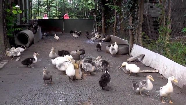 Как вырастают утята. Вся трансформация от утенка до взрослой утки смотреть онлайн