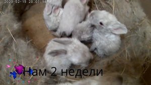 Как развиваются кролики до 2 недель без крольчихи. чем и как их кормили.#елена загородная жизнь