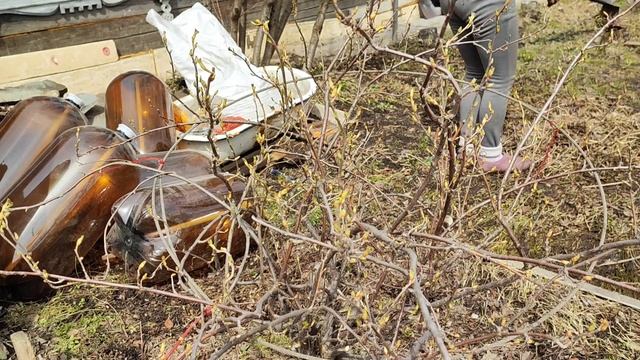 Опять проблема с рассадой ?#сибирь#дача#огород#рассада#влог#цветы#садоводство#вредители