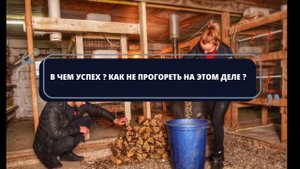 Домашняя Мини-Ферма для Птицеводства