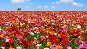 «Я не завидую чужому счастью» Эдуард Асадов