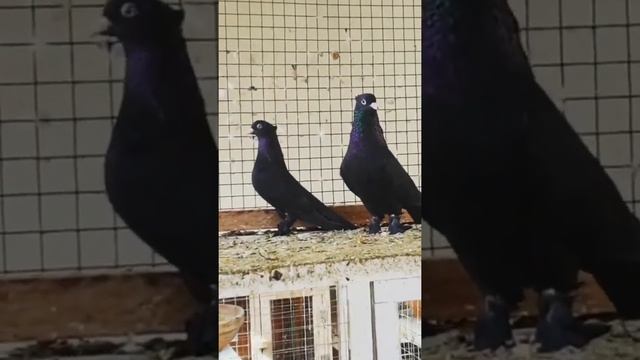 "Краснодар", "Андижан" или "Баку" ? Иранские бойные голуби | Iranian pigeons смотреть онлайн