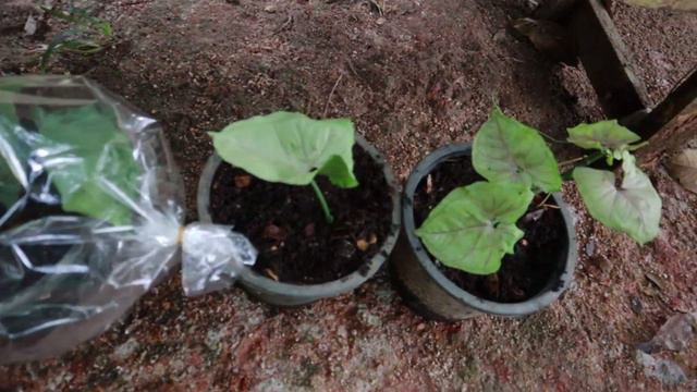 ต้นออมเงินด่าง ตัดชำแบบง่ายๆ syngonium bold allusion variegated propagation смотреть онлайн