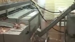 Промышленная линия убоя птицы