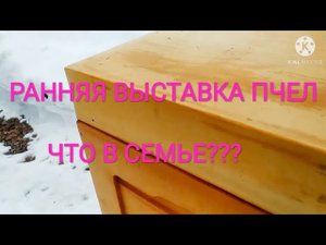 Ранняя выставка пчел. Пробую метод Сергея Гопка. Челяб. Обл.