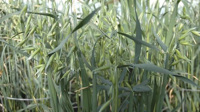 Когда и как необходимо сеять овес как сидерат