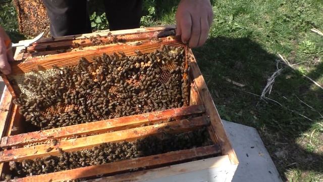 МАЙ. РОИ ВМЕСТО МЁДА. смотреть онлайн