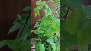 Палочник Pterulina distinctissima