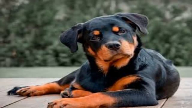 Топ 5 самых опасных собак