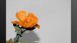 Yellow-horned Poppy Flowering