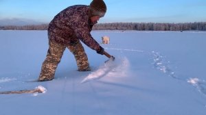 В ПОИСКАХ ПОДЛЕДНОГО ЗВЕРЯ. ОХОТА НА ОНДАТРУ ШТУРМОМ / Андаатар булда / Muskrat Hunting in Yakutia