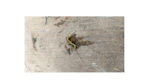 Антипаразитарная чистка льном и фенхелем. История Влада