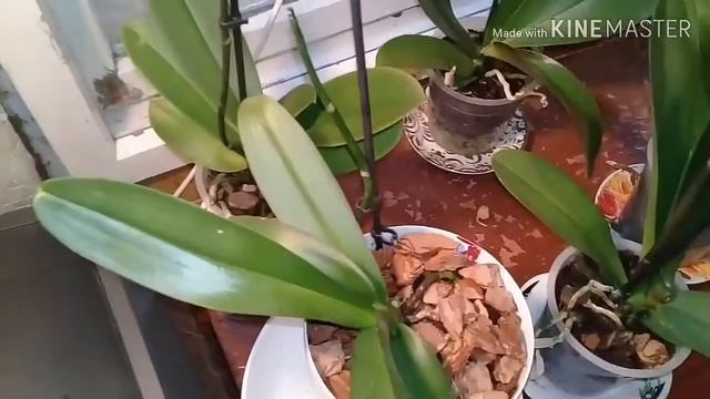 Морковь для плова. Кора из леса. смотреть онлайн