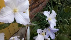 #clematis #Blue #клематис #голубойангел / Клематис Голубой ангел (лат.clematis Blue Angel). Цветени