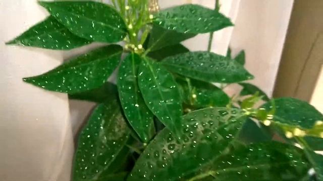 Agrumi clementino Rubino / citrus Clementine Rubino смотреть онлайн